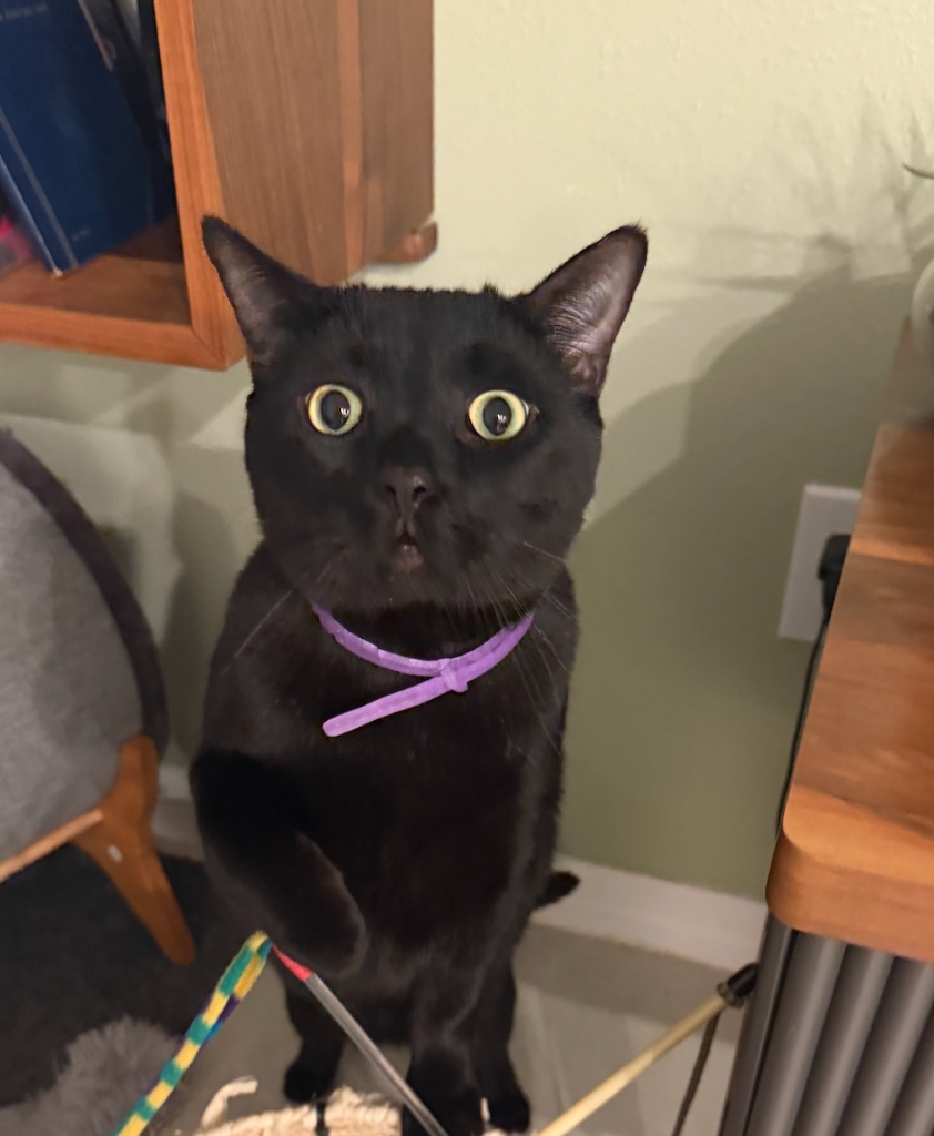 Bats - Alex's Cat