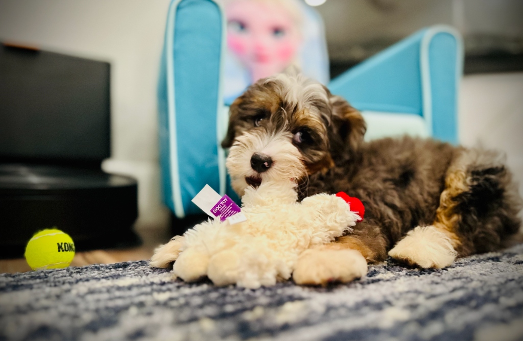 Crosby - Erik Hanson's Dog