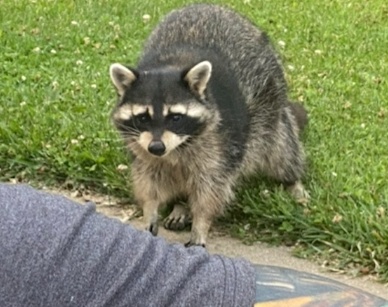 Linda - Steve Marrocco's Raccoon