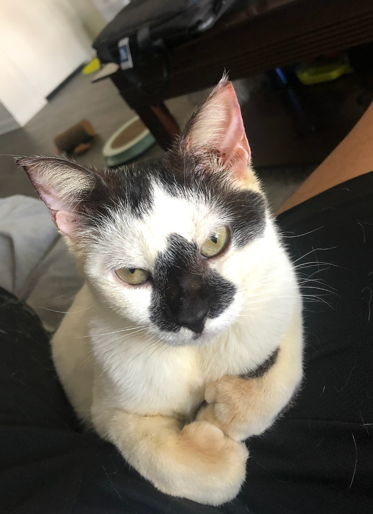 Taya - Alex's Cat